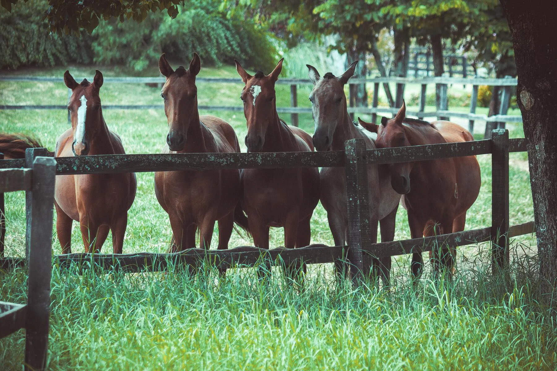 Horses