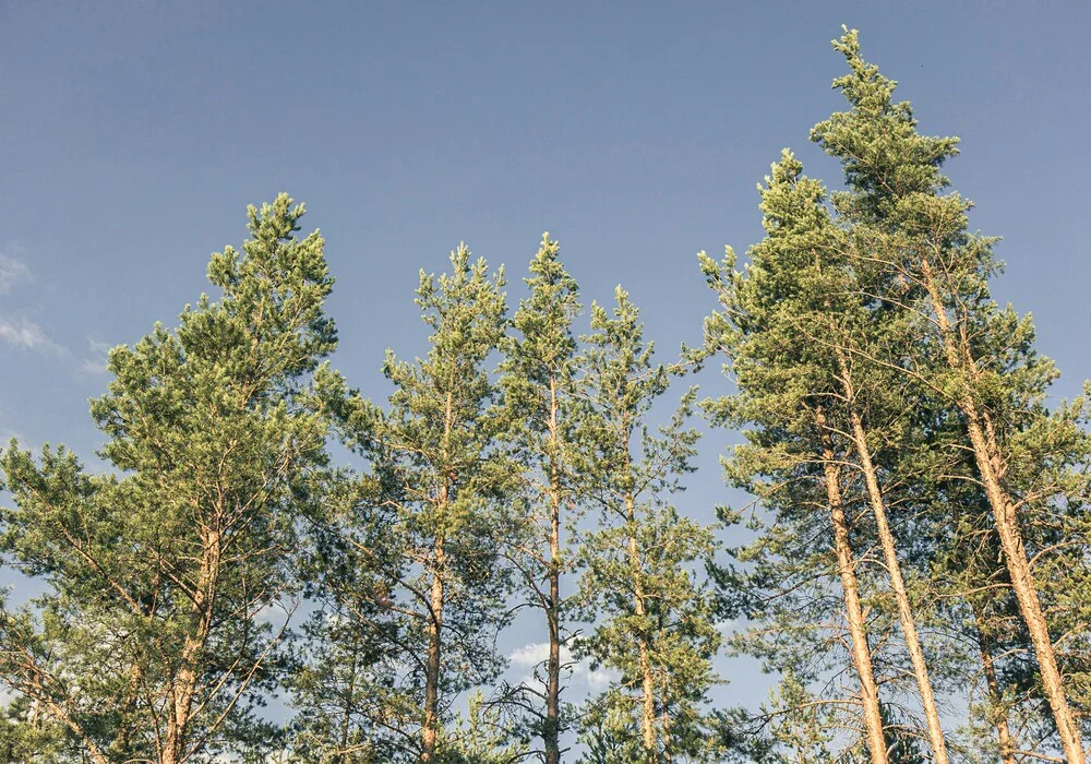 Pine Trees