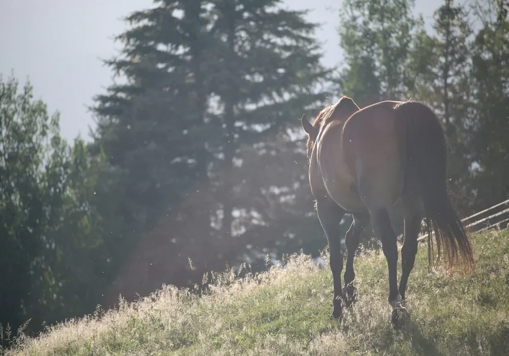 Horses and pine trees